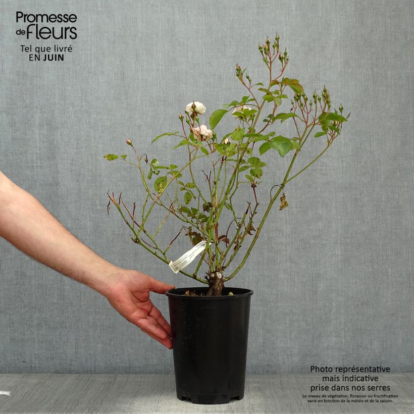 Rosa tappezzante Bordure Blanche 'Delbobla' Vaso da 2L/3L esemplare consegnato in primavera