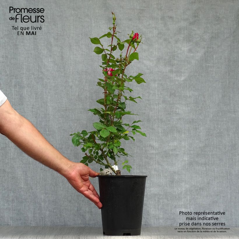 Rosa tappezzante Bordure Vive 'Delboviv' Vaso da 4L/5L esemplare consegnato in primavera