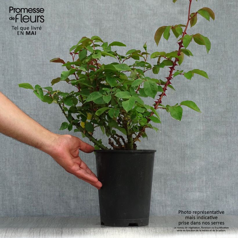Rosa tappezzante Bordure d'Or 'Delbojaun' Vaso da 2L/3L esemplare consegnato in primavera