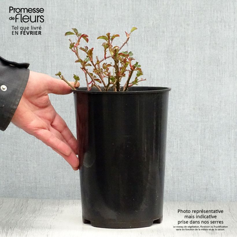 Rosa tappezzante Coral Babylon Eyes Vaso da 4L/5L esemplare consegnato in inverno