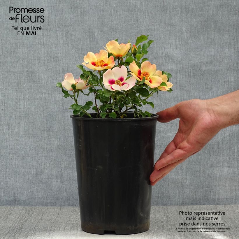 Rosa tappezzante Coral Babylon Eyes Vaso da 4L/5L esemplare consegnato in primavera