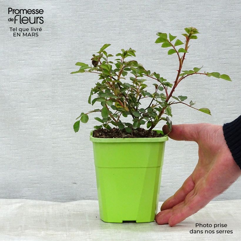 Rosa tappezzante Lilliputs Flirt 2011 Vaso da 1,5L/2L esemplare consegnato in primavera