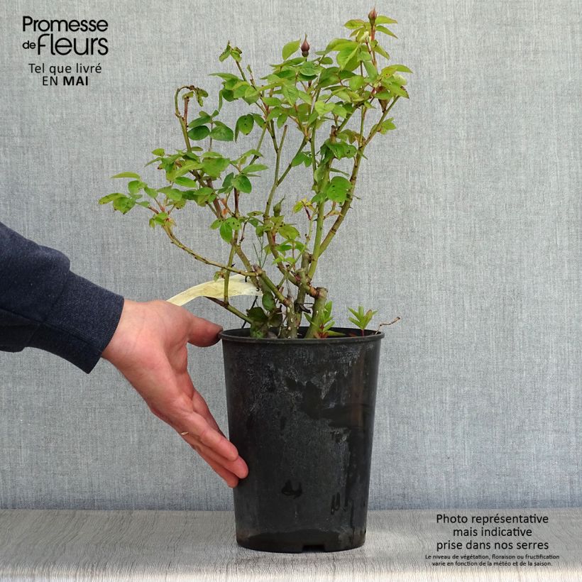 Rosa tappezzante Lemon Fizz Kolorscape Vaso da 3L/4L esemplare consegnato in primavera