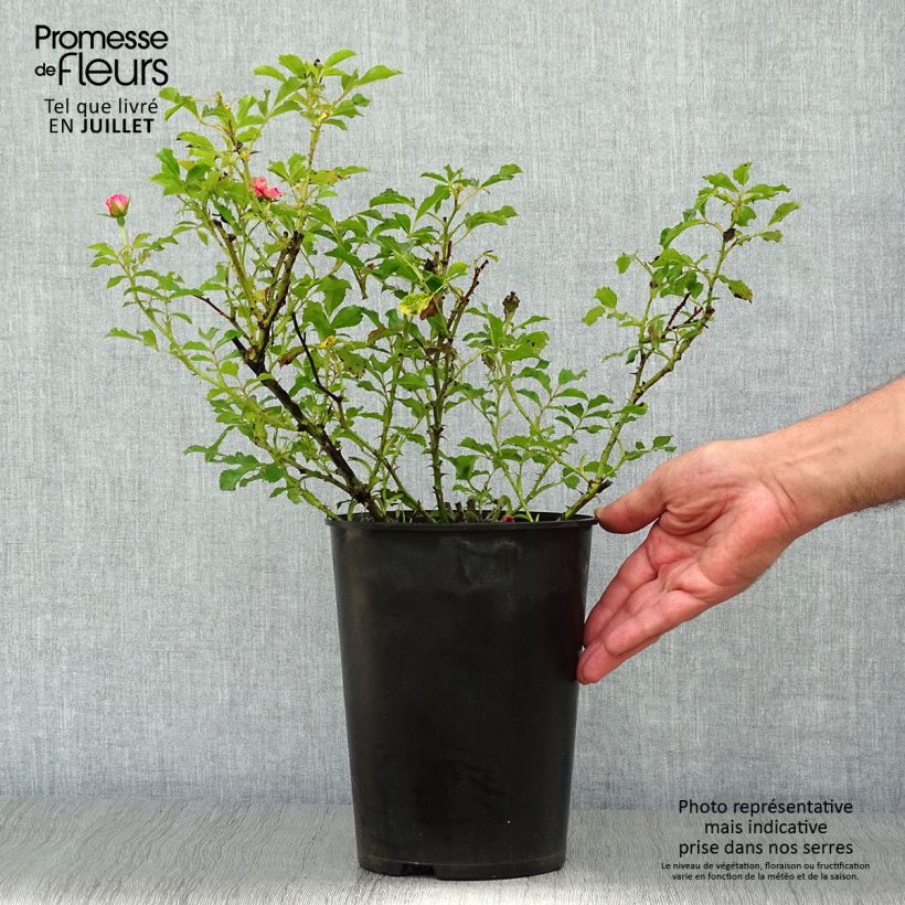 Esemplare di Rosa tappezzante Queen Babylon Eyes Vaso da 4L/5L consegnato in estate