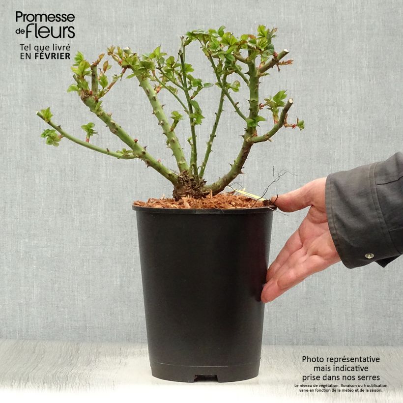 Rosa tappezzante Ruby Ruby Weksactrumi Vaso da 2L/3L esemplare consegnato in inverno