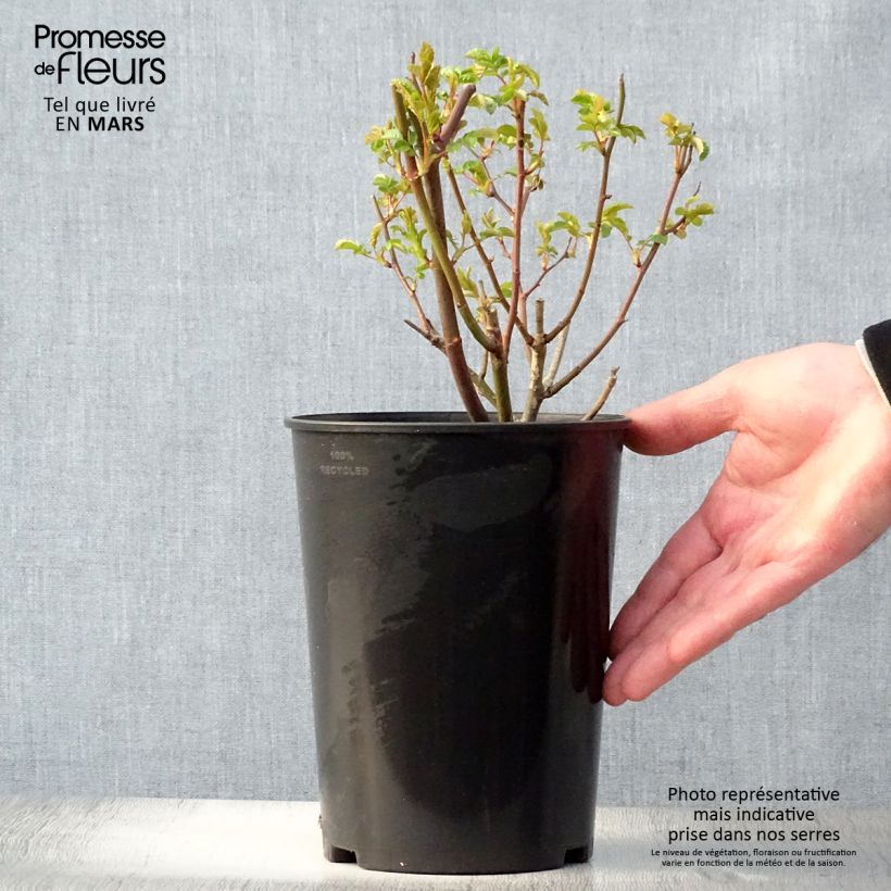 Rosa tappezzante Koster Orange Vaso da 3L/4L esemplare consegnato in primavera