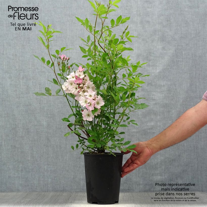Rosa Rosanatura Rosea - Rosa paesaggisticha Vaso da 2L/3L esemplare consegnato in primavera