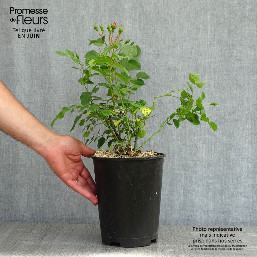 Rosa polyantha Les Quatre Saisons Vaso da 4L/5L esemplare consegnato in primavera