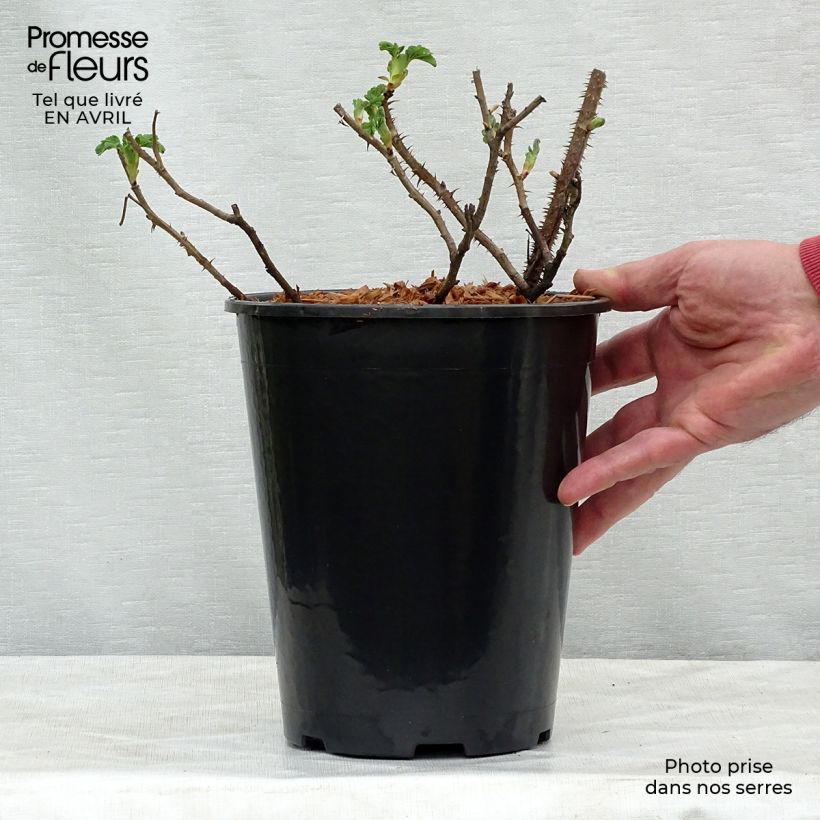 Rosa rugosa Frau Dagmar Hastrup Vaso da 2L/3L esemplare consegnato in primavera