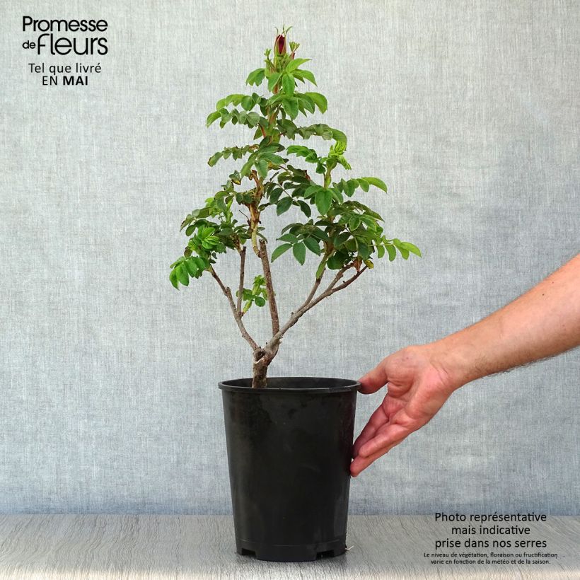 Rosa rugosa Roseraie de l'Haÿ Vaso da 3L/4L esemplare consegnato in primavera