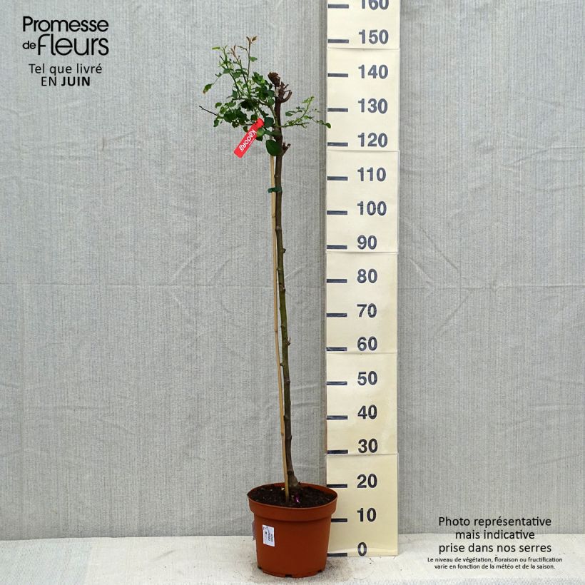 Esemplare di Rosa ad alberello Sorrento (Kadora) Vaso da 7,5L/10L consegnato in estate