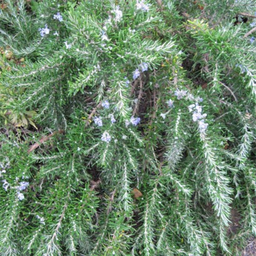 Rosmarinus officinalis Prostratus - Rosmarino (Fogliame)