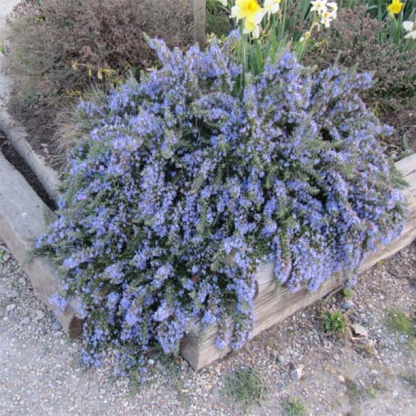 Rosmarinus officinalis Prostratus - Rosmarino (Porto)