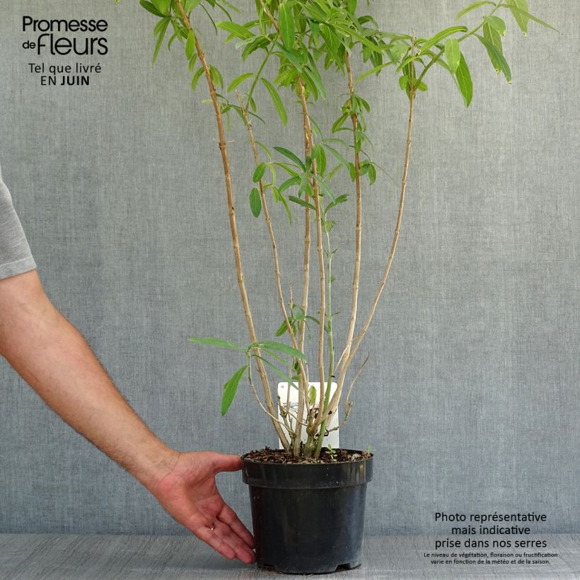 Esemplare di Rostrinucula dependens Happy Cascade Vaso da 3L/4L consegnato in estate