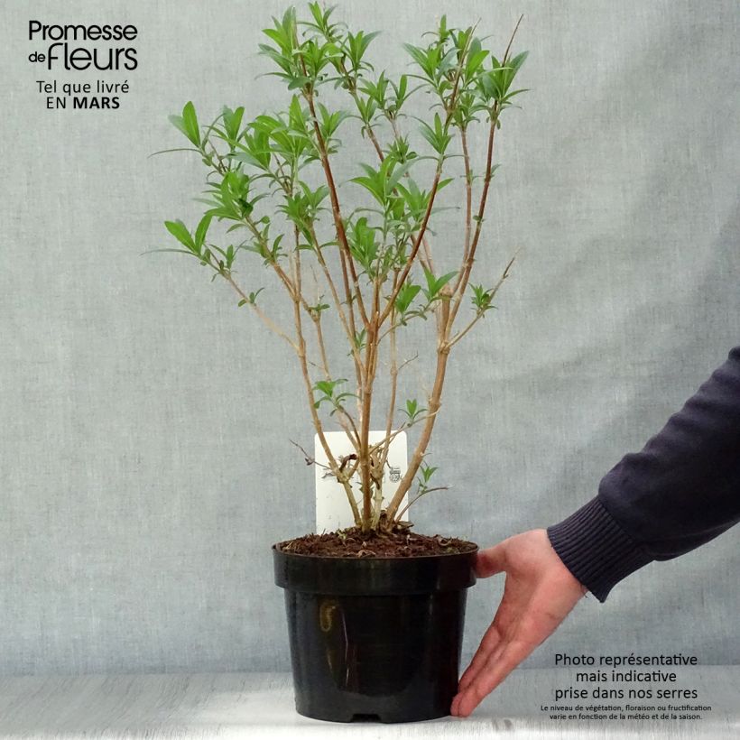 Rostrinucula dependens Happy Cascade - Menthe en arbre Pot de 3L/4L esemplare consegnato in primavera