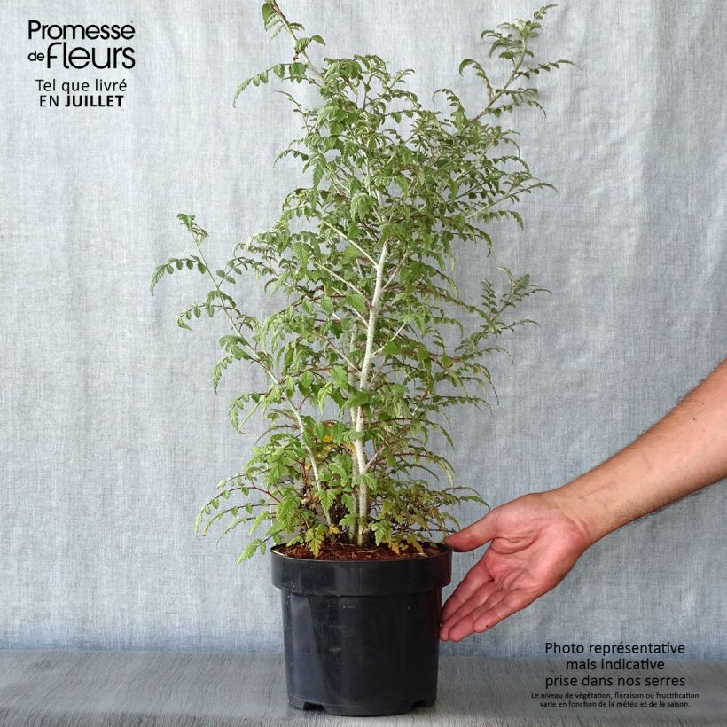 Esemplare di Rubus thibetanus Silver Fern - Rovo ornamentale Vaso da 3L/4L consegnato in estate