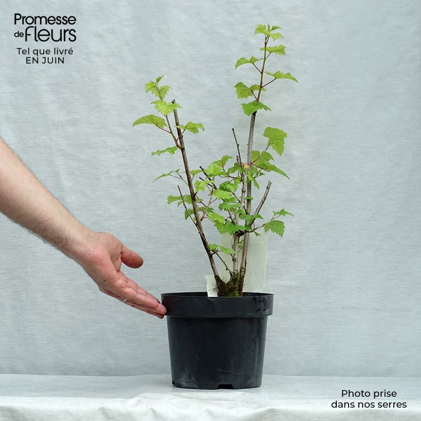 Esemplare di Rubus tridel Benenden - Rovo ornamentale Vaso da 3L/4L consegnato in estate