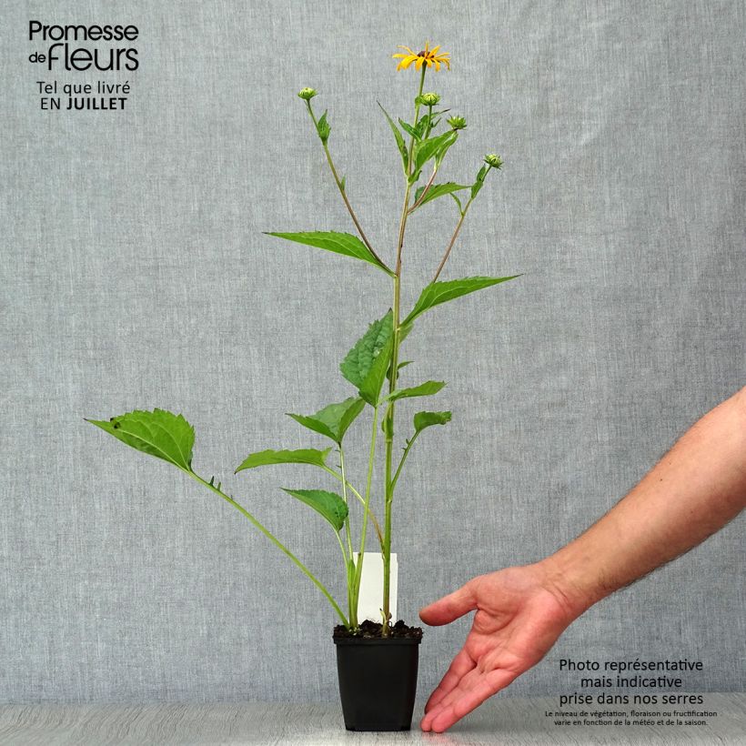 Esemplare di Rudbeckia fulgida Early Bird Gold Vasetto da 8/9 cm consegnato in estate