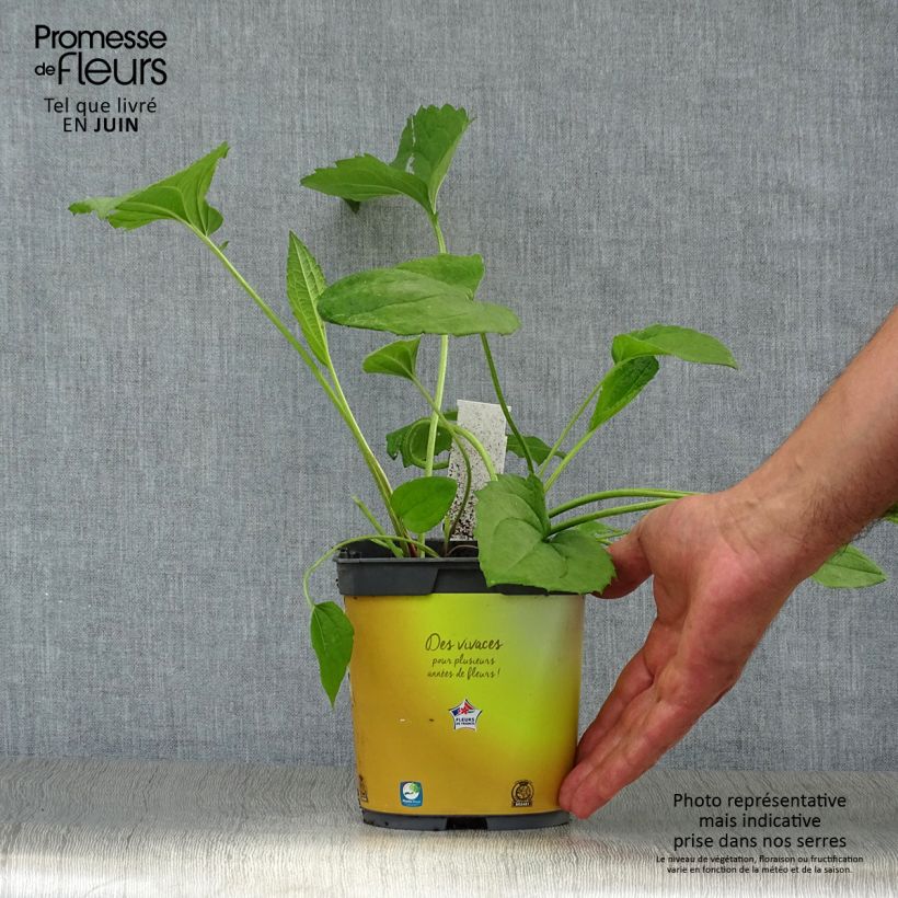 Esemplare di Rudbeckia fulgida Goldsturm Vaso da 2L/3L consegnato in estate