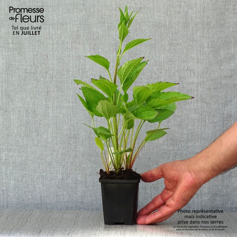 Esemplare di Rudbeckia fulgida var.sullivantii Little Goldstar Vasetto da 8/9 cm consegnato in estate