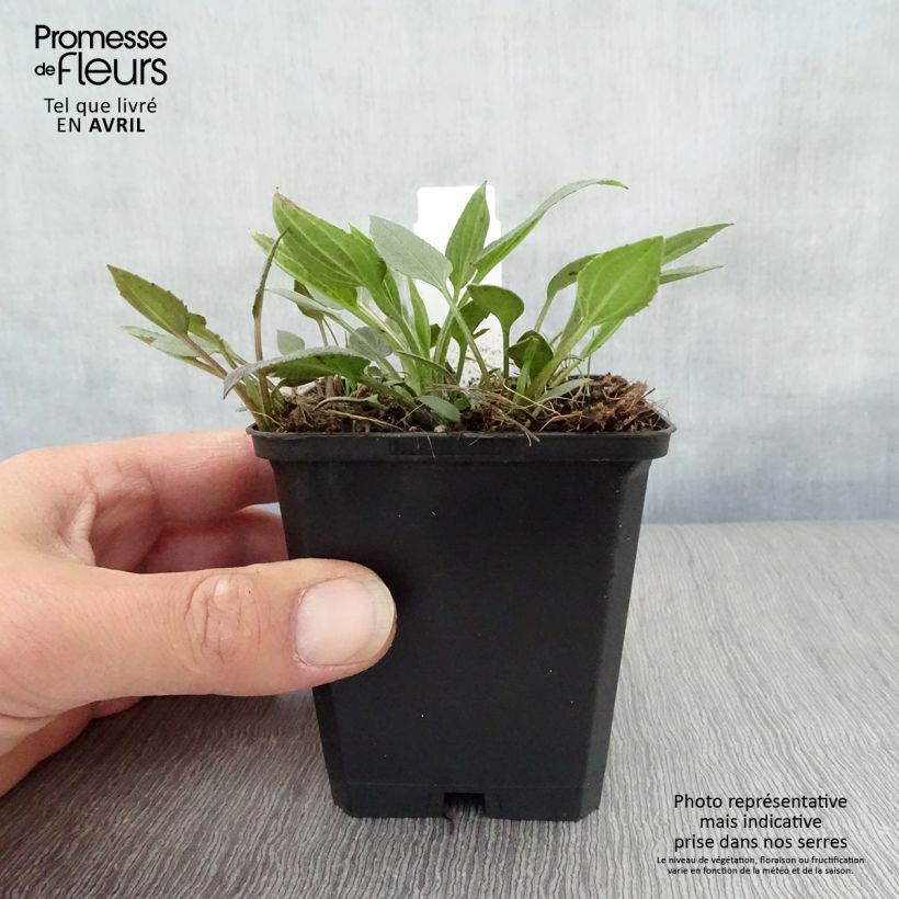 Rudbeckia fulgida var.sullivantii Little Goldstar Vasetto da 8/9 cm esemplare consegnato in primavera