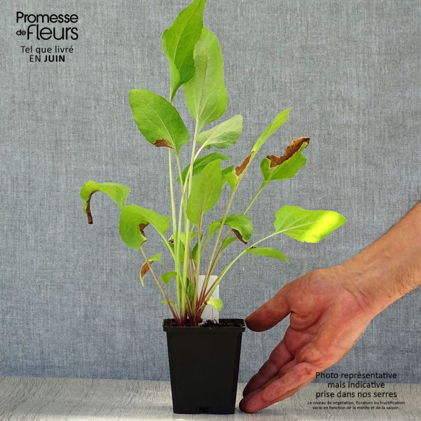 Esemplare di Rudbeckia occidentalis Green Wizard Vasetto da 8/9 cm consegnato in estate