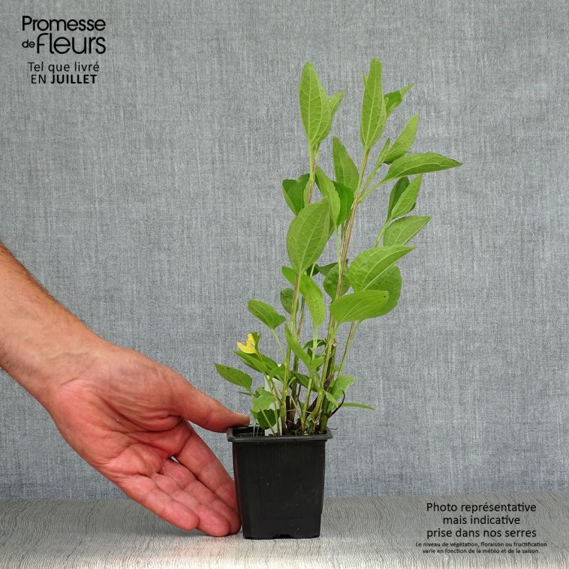 Esemplare di Rudbeckia subtomentosa Henry Eilers Vasetto da 8/9 cm consegnato in estate