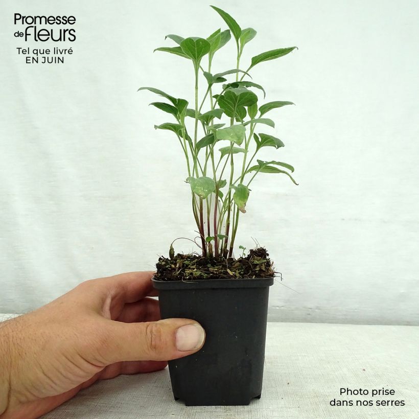 Esemplare di Rudbeckia subtomentosa Little Henry Vasetto da 8/9 cm consegnato in estate