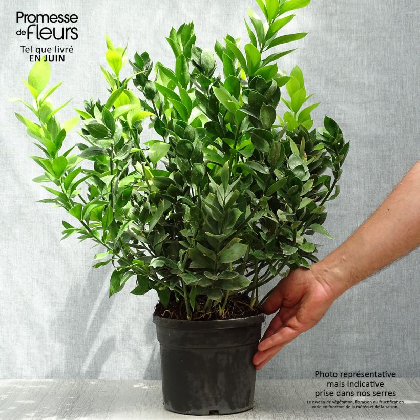 Esemplare di Ruscus hypoglossum - Ruscolo maggiore Vaso da 3L/4L consegnato in estate