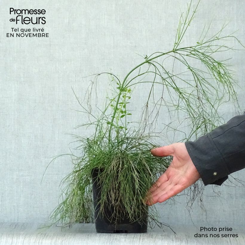 Esemplare di Russelia equisetiformis - Russelia equisetiforme Vaso da 3L/4L come consegnato in autunno
