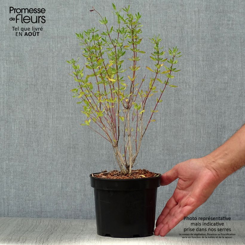 Esemplare di Salvia jamensis Raspberry Royal - Salvia arbustiva Vaso da 2L/3L consegnato in estate