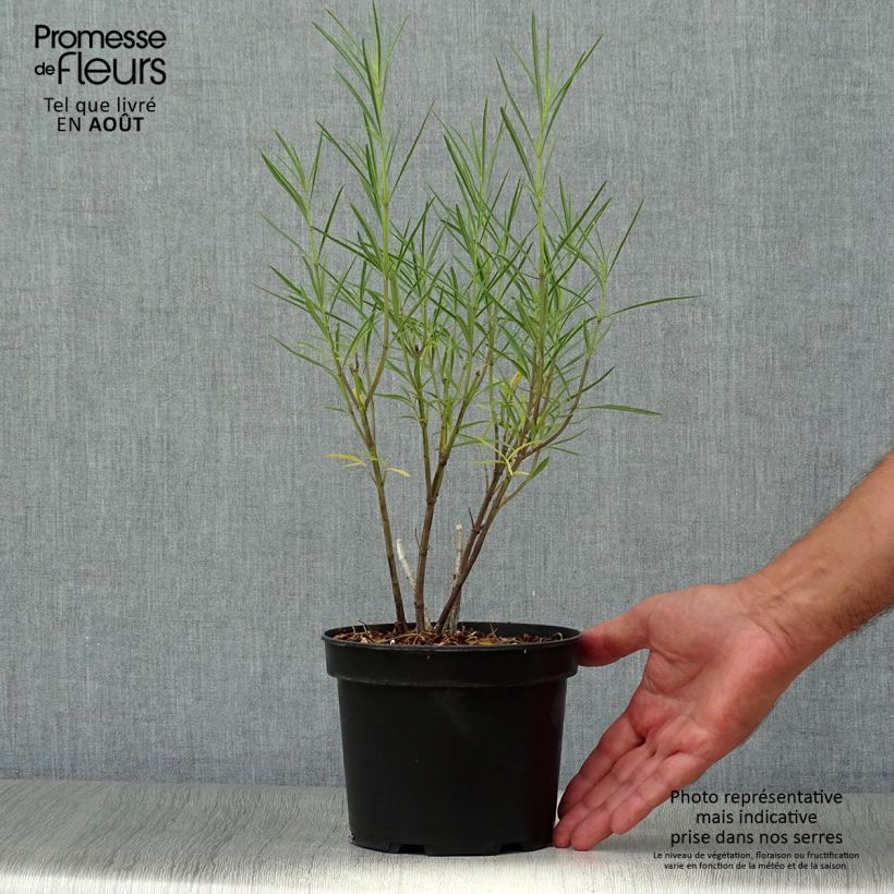 Esemplare di Salvia reptans West Texas form Vaso da 2L/3L consegnato in estate