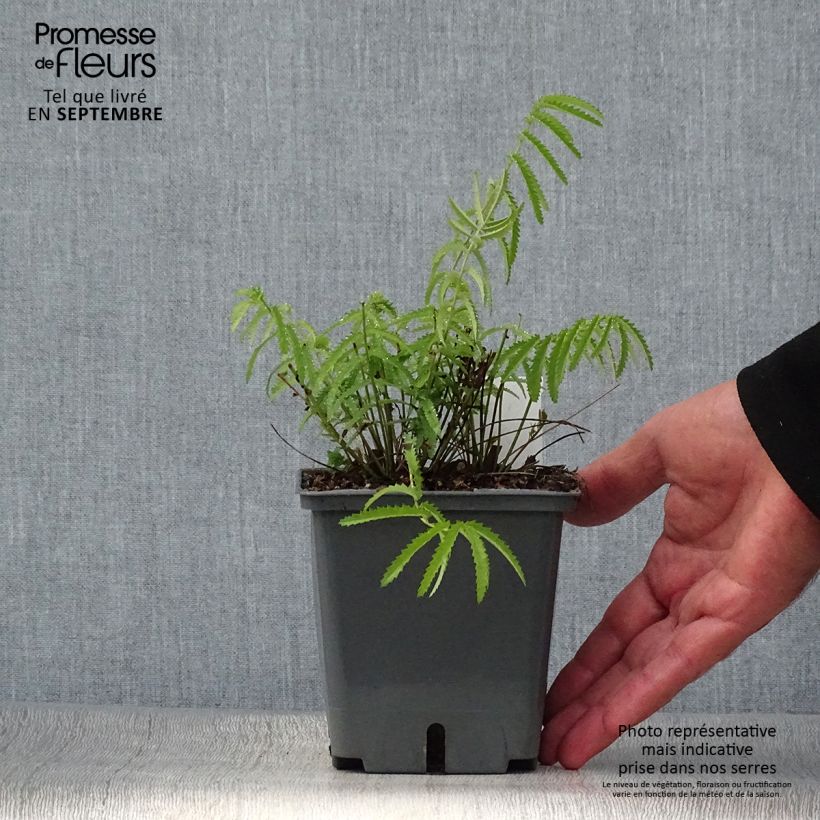Esemplare di Sanguisorba tenuifolia Alba Vaso da 1L/1,5L come consegnato in autunno