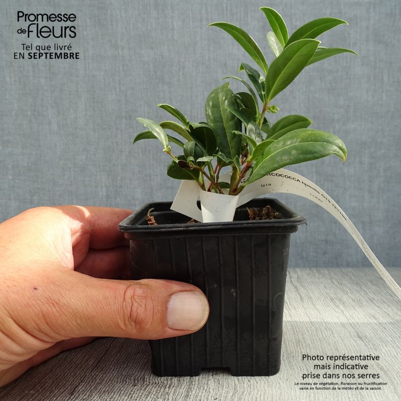 Esemplare di Sarcococca hookeriana var. humilis Vasetto da 8/9 cm come consegnato in autunno
