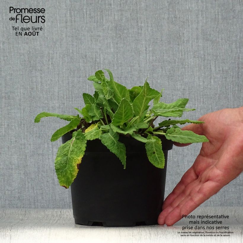 Esemplare di Salvia sylvestris Rhapsody in Blue Vaso da 2L/3L consegnato in estate
