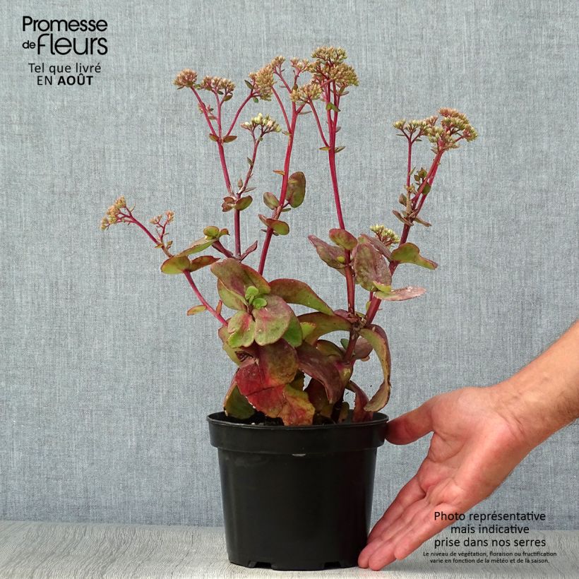 Esemplare di Sedum Matrona Vaso da 2L/3L consegnato in estate