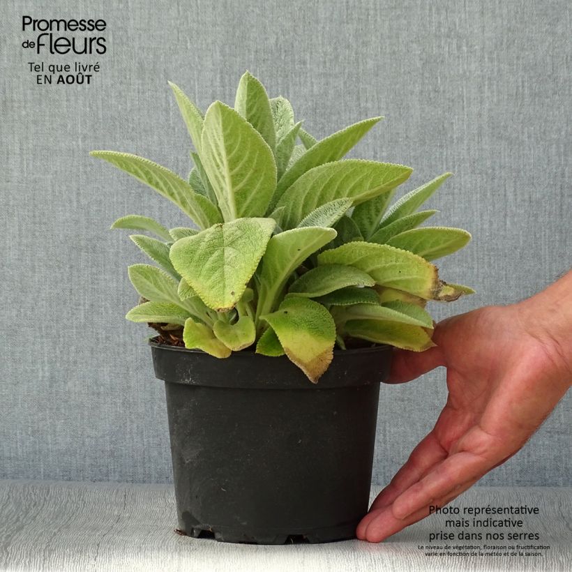 Esemplare di Stachys byzantina Big Ears - Stregona candida Vaso da 1,5L/2L consegnato in estate