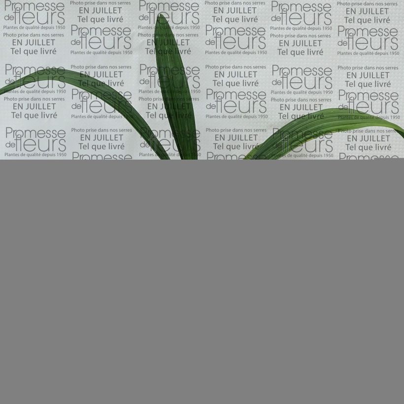 Esemplare di Sabal bermudana - Bermuda palmetto Vaso da Ø 12 cm / 13 cm consegnato in estate