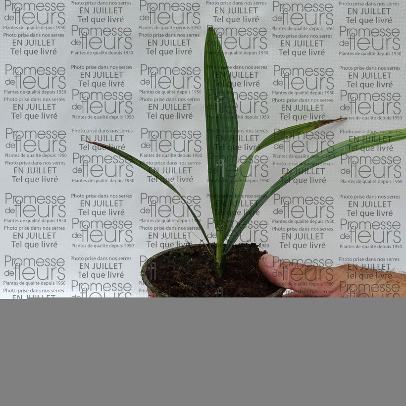 Esemplare di Sabal causarium Vaso da Ø 12 cm / 13 cm consegnato in estate