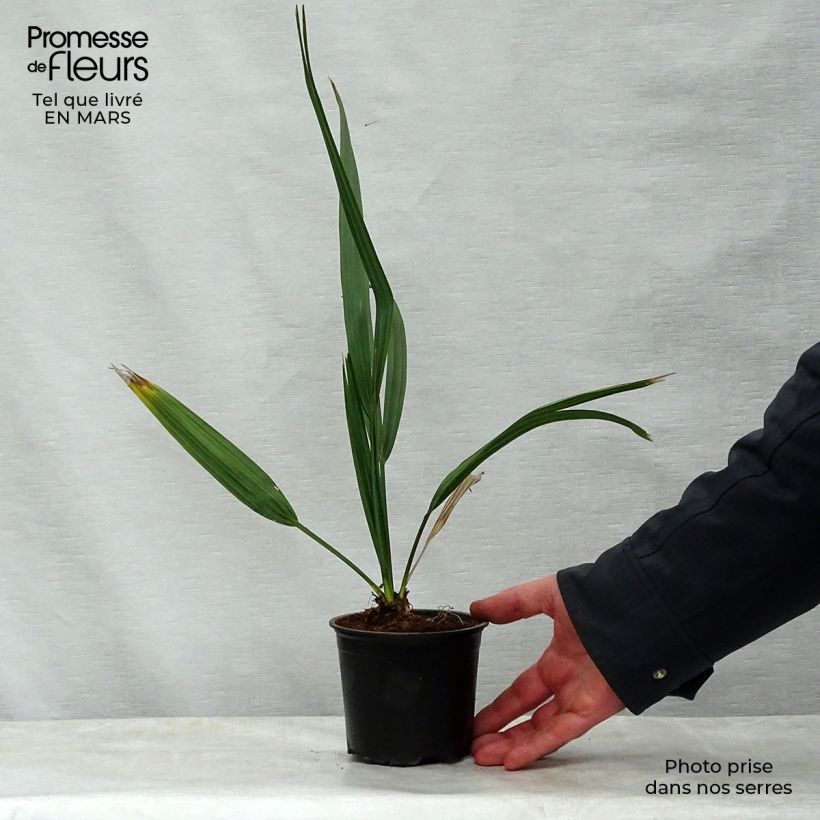 Sabal etonia Vaso da Ø 12 cm / 13 cm esemplare consegnato in primavera