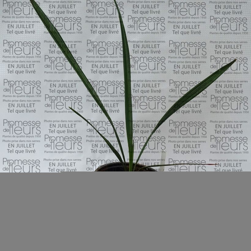 Esemplare di Sabal mauritiiformis Vaso da Ø 12 cm / 13 cm consegnato in estate