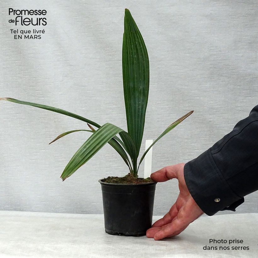 Sabal minor Vaso da Ø 12 cm / 13 cm esemplare consegnato in primavera