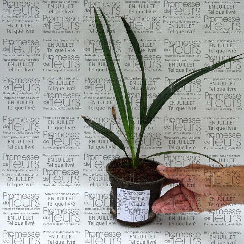 Esemplare di Sabal palmetto Vaso da Ø 12 cm / 13 cm consegnato in estate