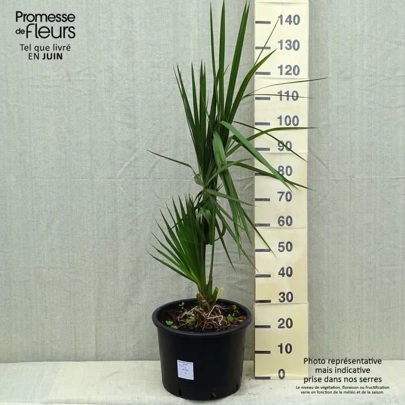 Esemplare di Sabal palmetto Vaso da 20L/25L consegnato in estate