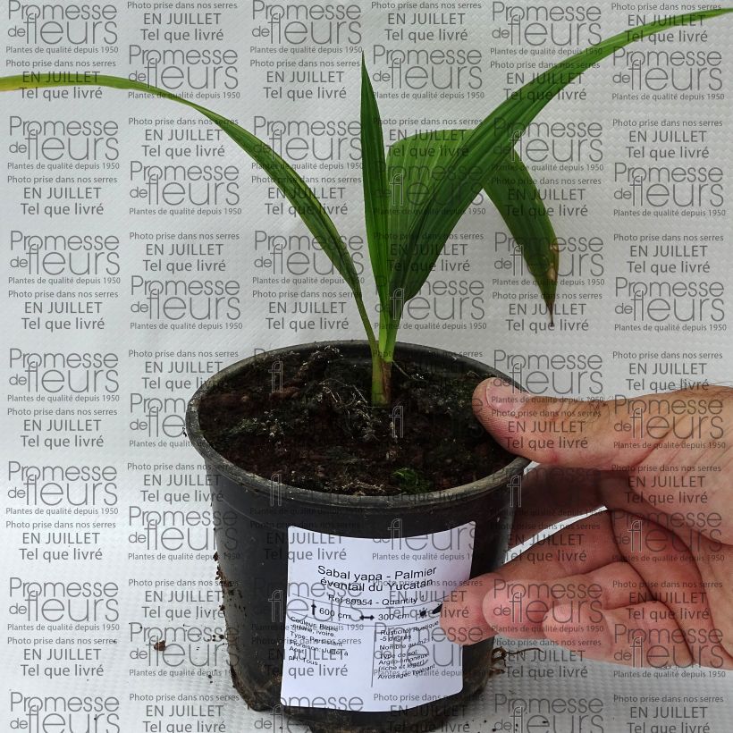 Esemplare di Sabal yapa Vaso da Ø 12 cm / 13 cm consegnato in estate