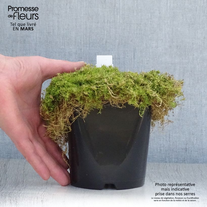 Sagina Lime Moss - Muschio irlandese Vaso da 1,5L/2L esemplare consegnato in primavera