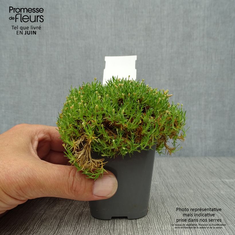 Esemplare di Sagina Pine Green - Muschio irlandese Vasetto da 8/9 cm consegnato in estate