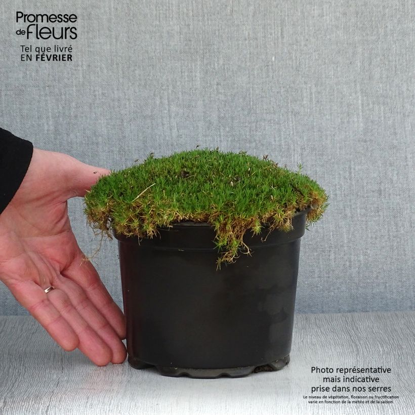 Sagina subulata - Muschio irlandese Vaso da 2L/3L esemplare consegnato in inverno