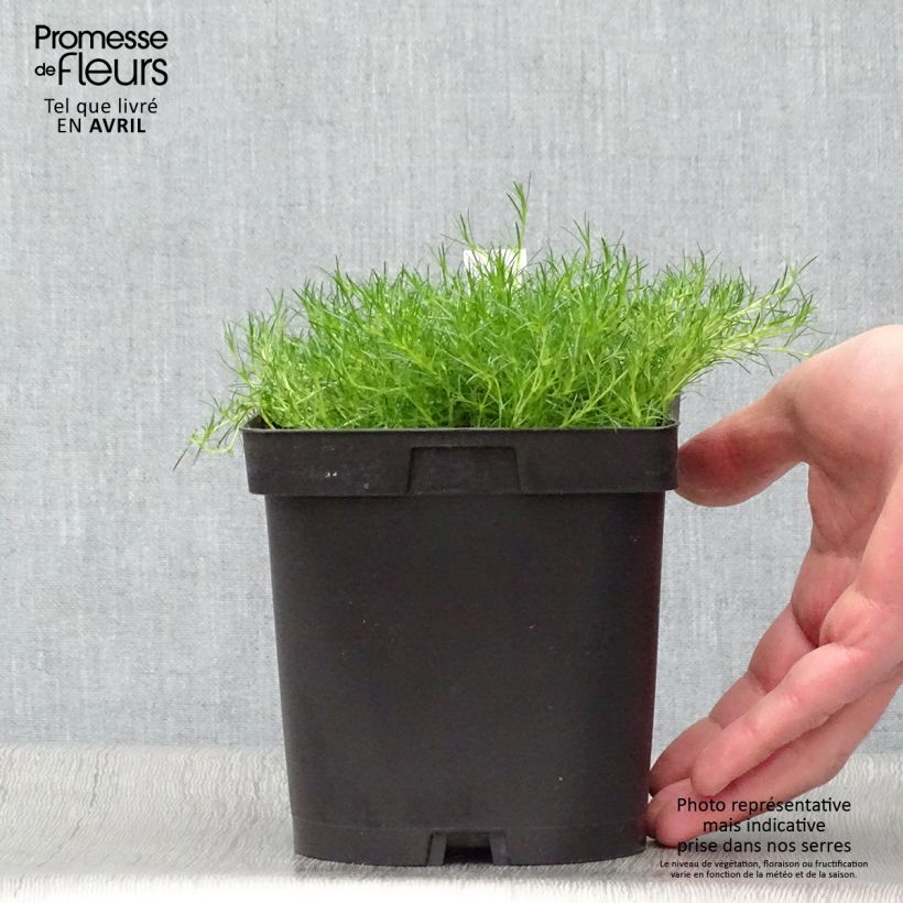 Sagina subulata - Muschio irlandese Vaso da 2L/3L esemplare consegnato in primavera