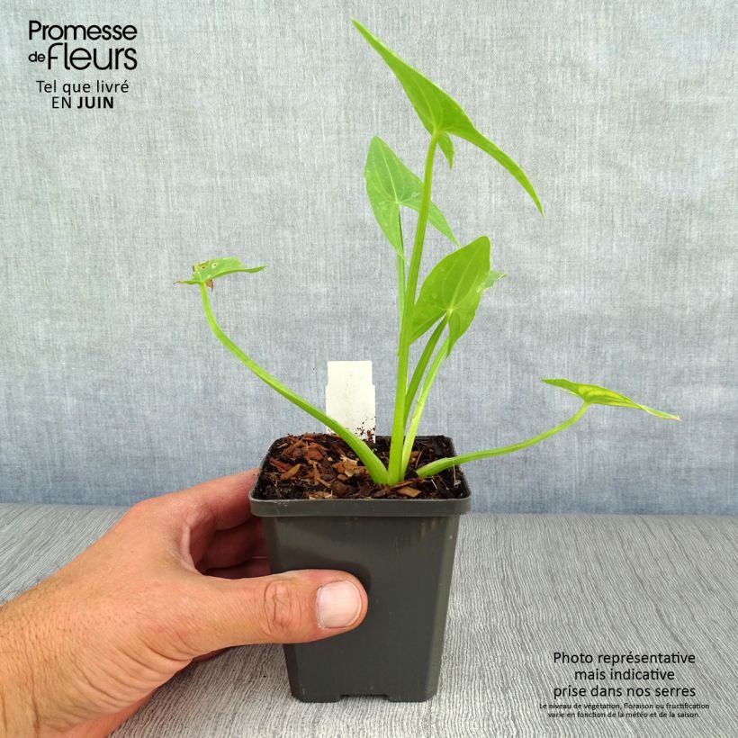 Esemplare di Sagittaria sagittifolia - Sagittaria comune Vasetto da 8/9 cm consegnato in estate